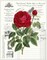 Heirloom Roses B Poster Print by Sarah E Chilton - Item # VARPDXCC2914B